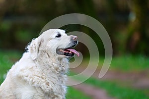 A purebred white golden retriever portrait taken in a forest trai