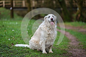 A purebred white golden retriever portrait taken in a forest trai