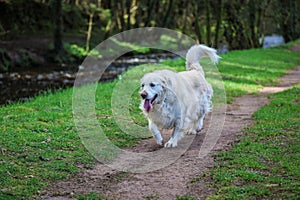 A purebred white golden retriever portrait taken in a forest trai