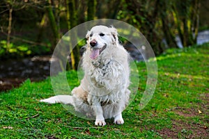 A purebred white golden retriever portrait taken in a forest trai