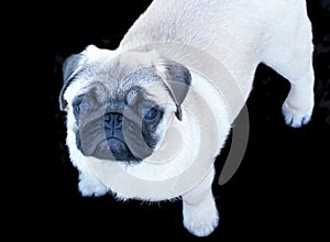 Purebred white pug puppy pet dog on black background