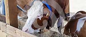 Purebred white red cow eating hay. Modern farming, banner format