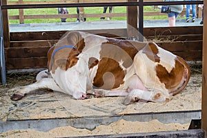 Purebred white red cow is sleeping in an open aviary. Agricultural Exhibition. Modern farming