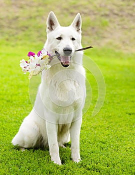 Purebred White Swiss Shepherd with a flower in its mouth