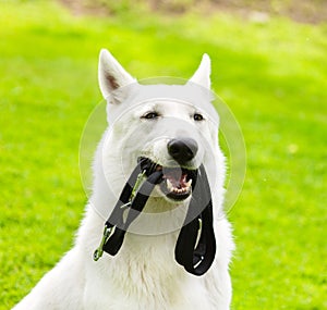Purebred White Swiss Shepherd with a leash in his mouth