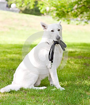 Purebred White Swiss Shepherd with a leash in his mouth