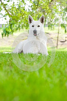 Purebred White Swiss Shepherd lying on the grass