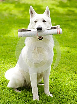 Purebred White Swiss Shepherd with newspaper