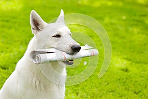 Purebred White Swiss Shepherd with newspaper on green grass