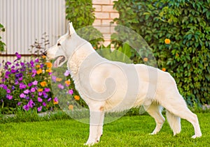 Purebred White Swiss Shepherd standing in profile on the grass.