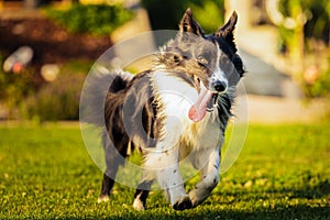 Purebred Young Border Collie dog running fast in backyard