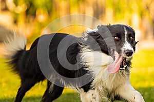 Purebred Young Border Collie dog running fast in backyard