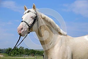 Purebred young cremello stallion posing in the corral