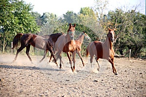 Purebred young hungarian gidran stallions canter in summer corral