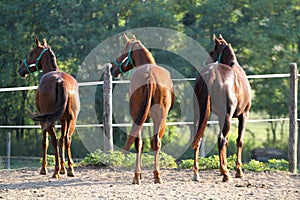 Purebred young hungarian gidran stallionss standing in summer c