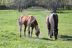 Purebred young sport horses graze in the pasture. Paddock horses living on rural ranch