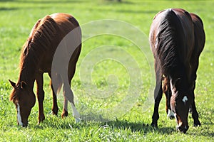 Purebred young sport horses graze in the pasture. Paddock horses living on rural ranch