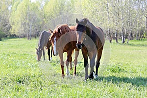 Purebred young sport horses graze in the pasture. Paddock horses living on rural ranch