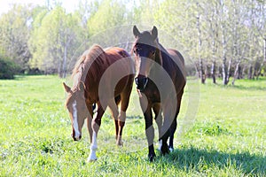 Purebred young sport horses graze in the pasture. Paddock horses living on rural ranch