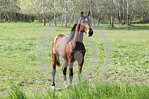 Purebred young sport horses graze in the pasture. Paddock horses living on rural ranch