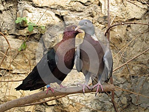 Purebreds doves photo