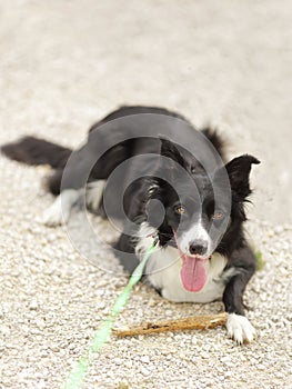 Purebreed Border Collie laying