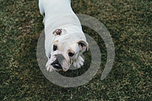 Purebreed english bulldog puppy portrait