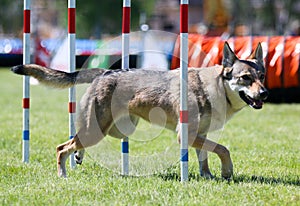 Purebreed gray czechoslovakian wolfdog vlchak running dog agility slalom