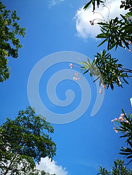 Purely blue sky with green tree and red flower photo