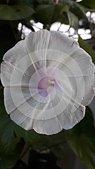 A purely white morning glory photo