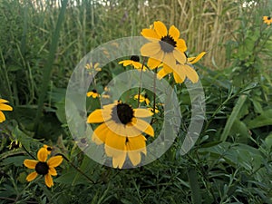 The pureness of nature