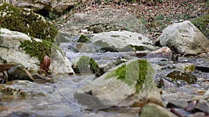 Purest mountain creek in the forest. Stream of water moves between the stones covered with moss. Small river with rocks