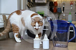 Purification of drinking water at home. Cat sniffs filters for water purification