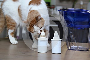 Purification of drinking water at home. Cat sniffs filters for water purification