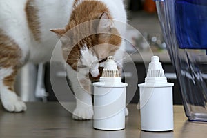 Purification of drinking water at home. Cat sniffs filters for water purification