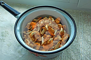 Purified mushrooms chanterelle in a scoop