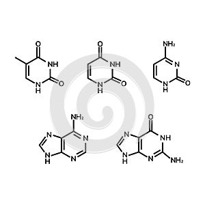 Purine and pyrimidine nucleobases