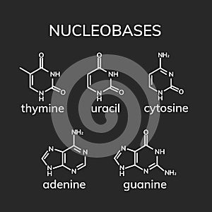 Purine and pyrimidine nucleobases photo