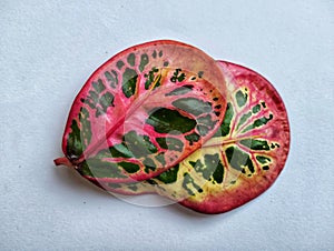 Puring Apple leaves are red, green and yellow on a white background