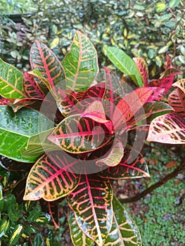 Puring codiaeum variegatum is an ornamental garden plant with leaves that vary in shape and color