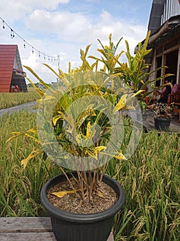 Puring (Codiaeum Variegatum) take it in Purwodadi Grobogan Central Java Indonesia