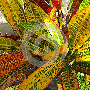 Puring is Indonesian name for garden croton, it is popular garden plants shrubs shaped leaf shape and color vary greatly