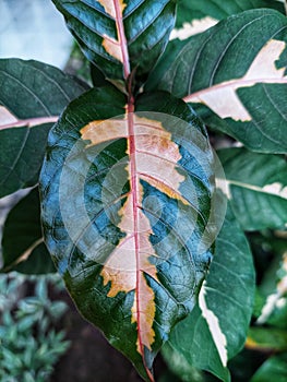 Puring leaf ornamental plant.