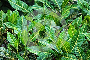 Puring, pudding or croton & x28;Codiaeum variegatum& x29; is a popular yard ornamental plant in the form of a shrub