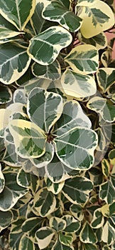 Puring Teri Leaf is decorative plants