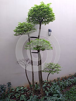 puring tree bonsai for garden