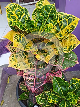 Puring Worten plant, has the characteristics of thick, wide leaves and yellow, green and red leaf patterns