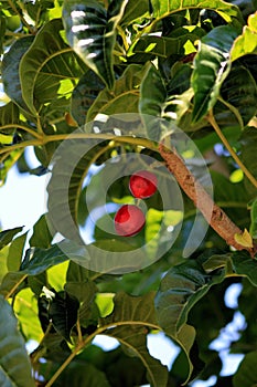 Puriri Berries