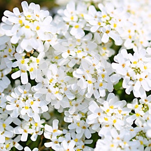 Purity Candytuft. White Tiny Flowers Background