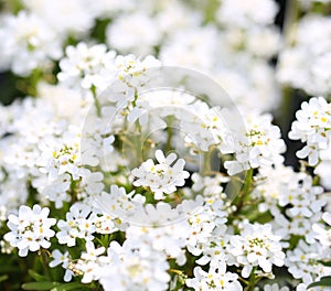 Purity Candytuft. White Tiny Flowers